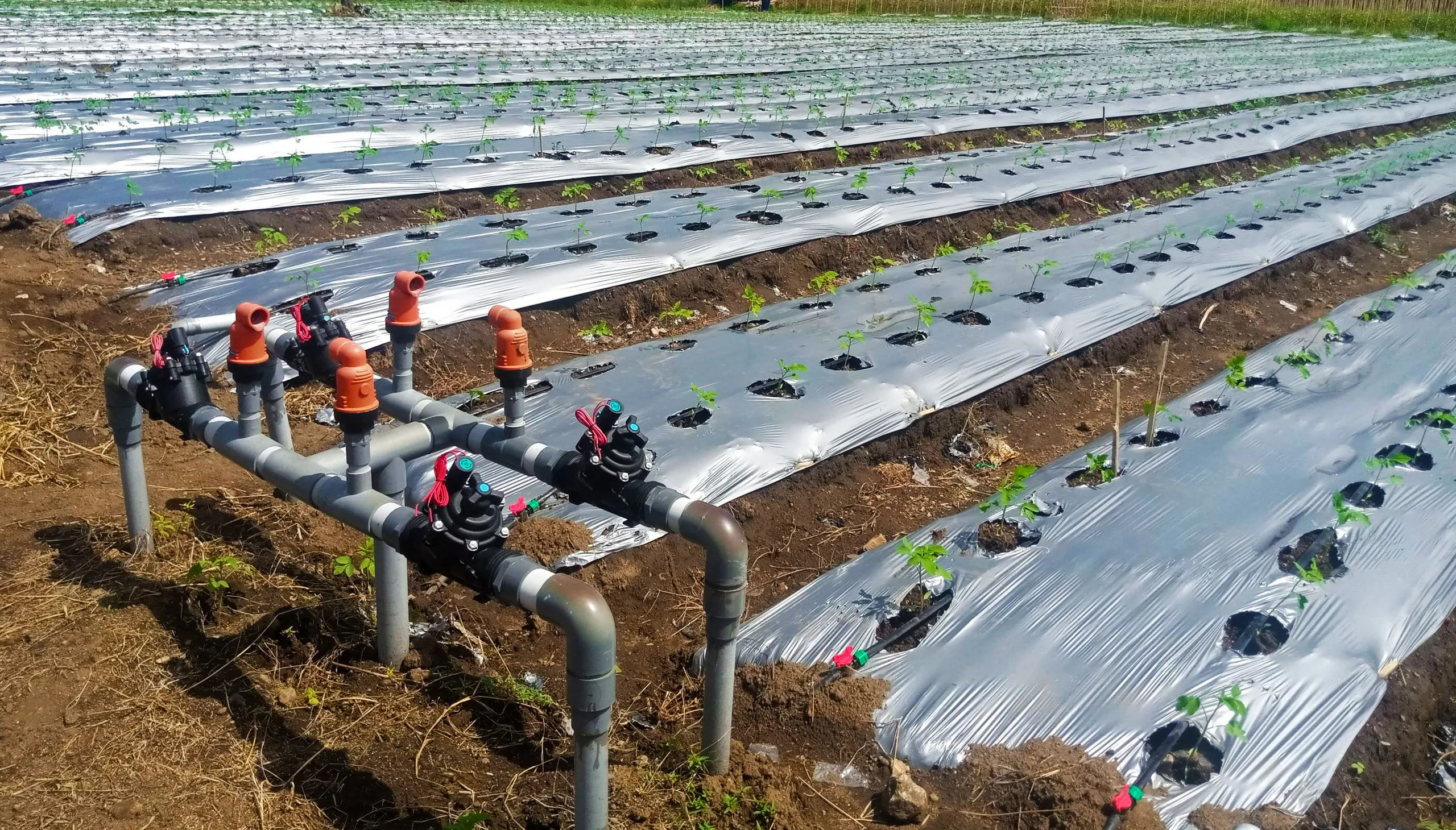 Sistem irigasi tetes otomatis di lahan sayuran