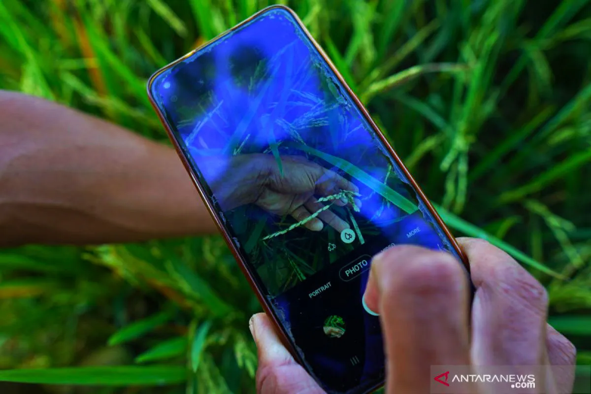 Petani memotret daun tanaman dengan smartphone di kebun